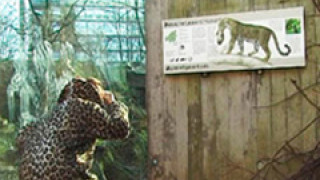 Der Leopard