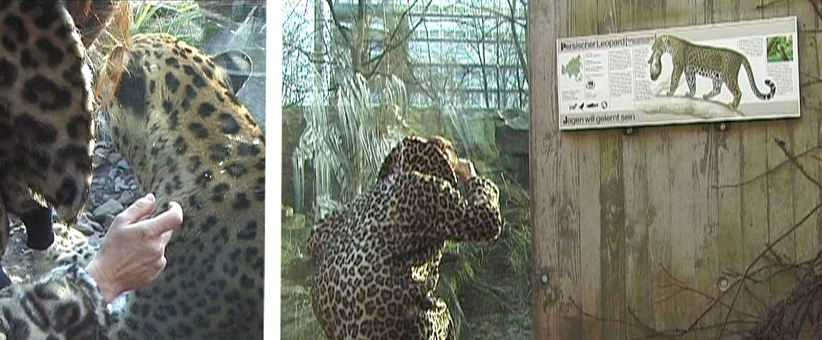 Der Leopard